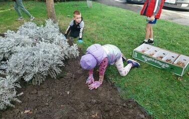 Dzieci z Zespołu Szkolno - Przedszkolnego w Przewornie sadzą cebulki żonkili.