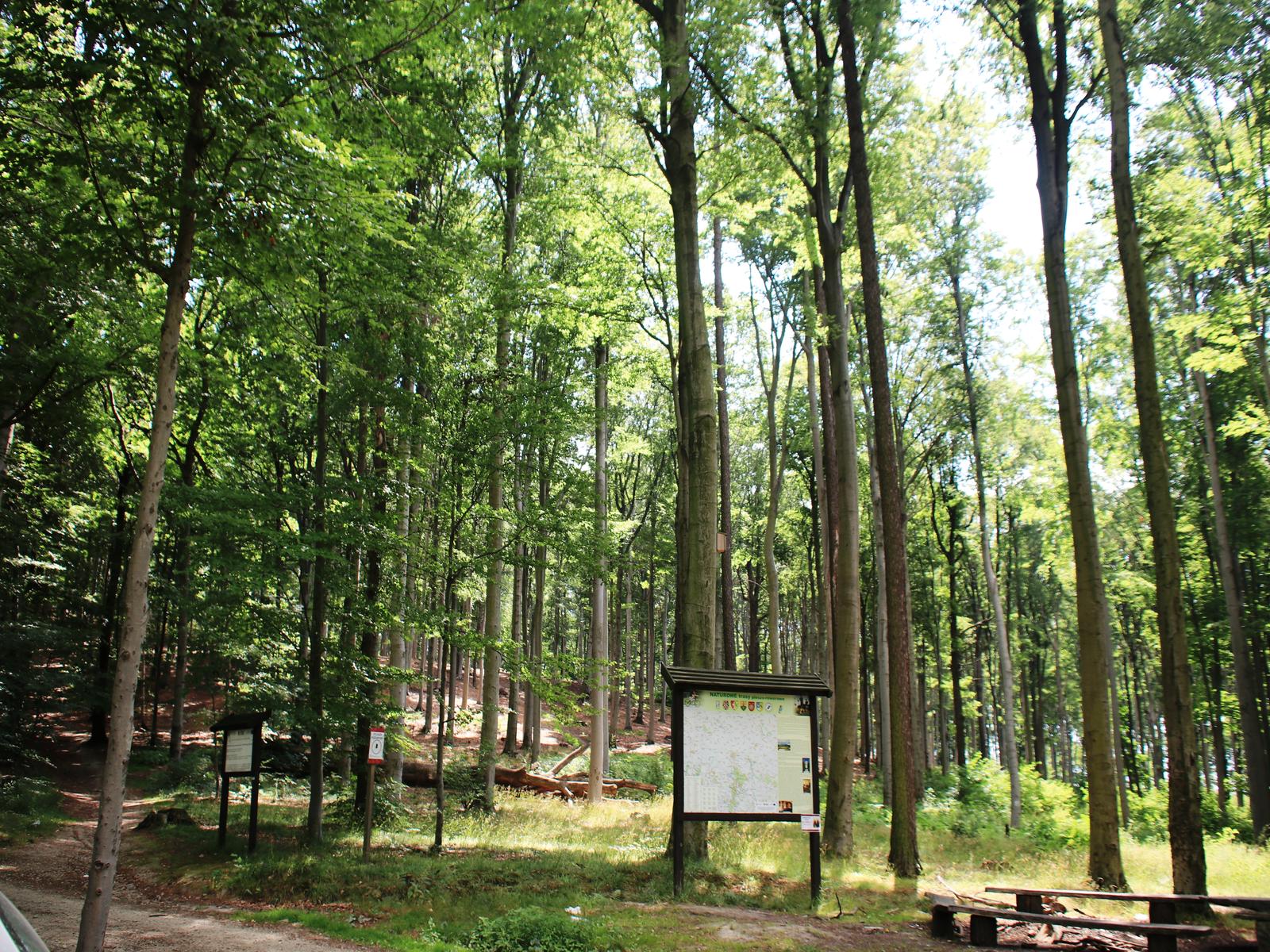 Las bukowy na Gromniku