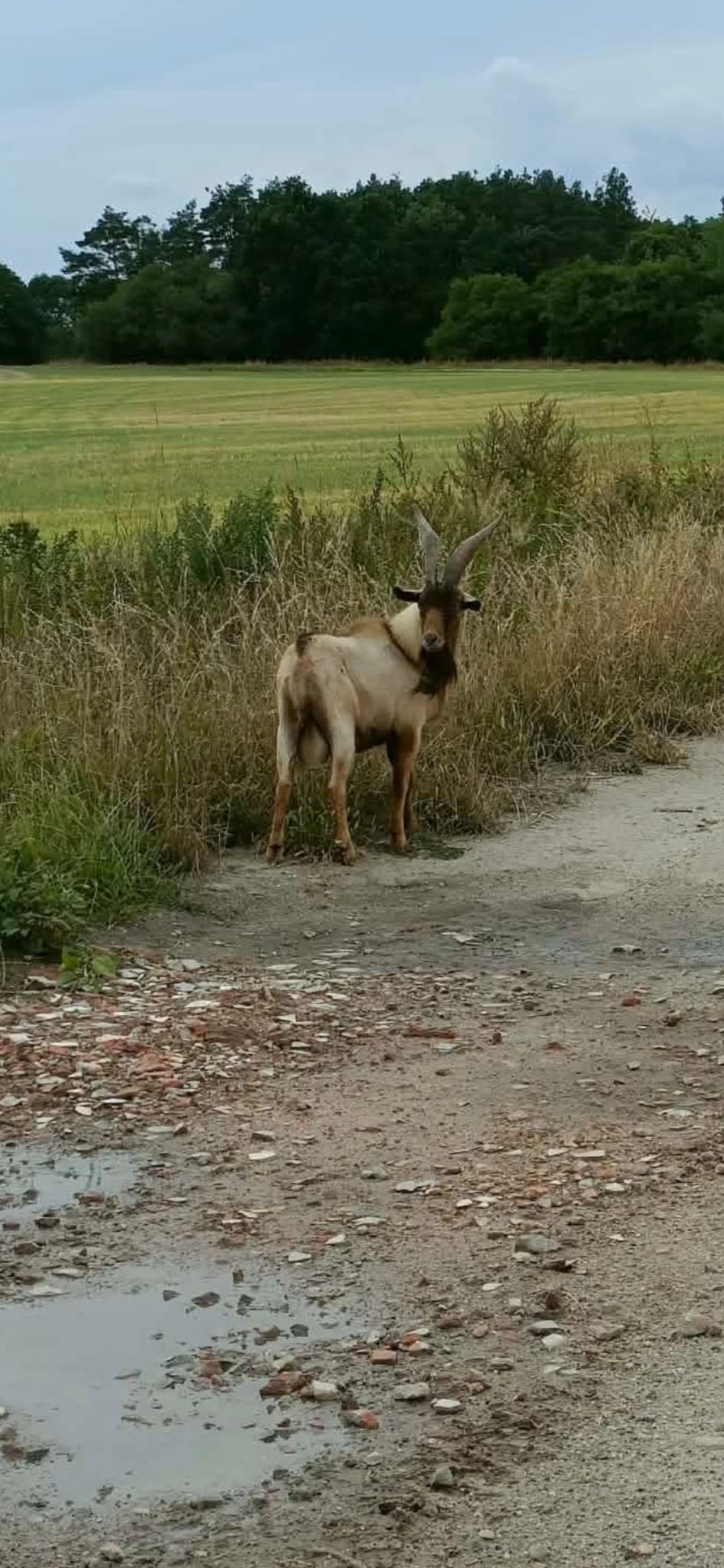Kozioł_Kasz&oacute;wka